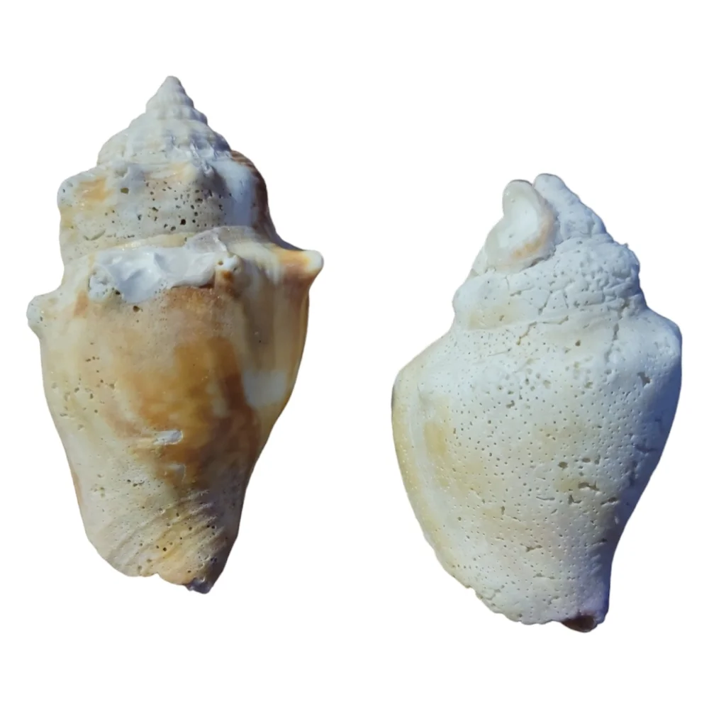 Seashells From South Padre Island Mixed Whole & Interesting Pieces.